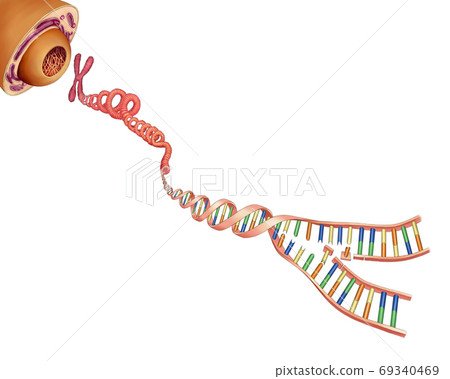 生命科學基因,DNA插圖 生命科學基因,DNA插圖 69340469