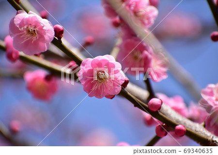 Red plum and blue sky Red plum and blue sky 69340635