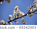 White plum 69342003