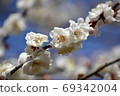 White plum 69342004