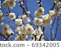 White plum 69342005
