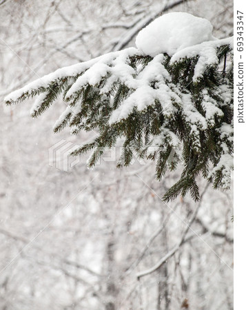 Branches of fir tree covered with snow in the city park 69343347