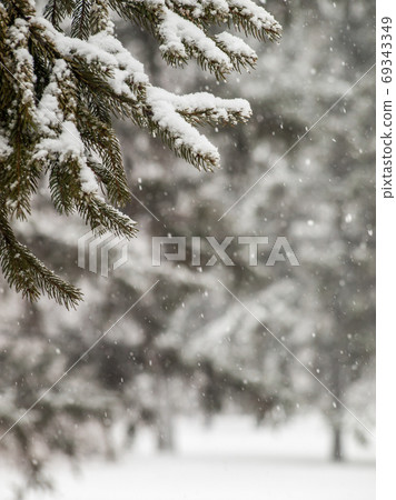 Branches of fir tree covered with snow in the city park Branches of fir tree covered with snow in the city park 69343349