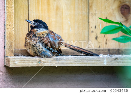 Magnificent bright multi-colored tropical bird sitting on a tree branch 69343486