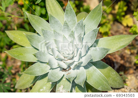 Aloe is a genus containing over 550 species of flowering succulent plants 69343503