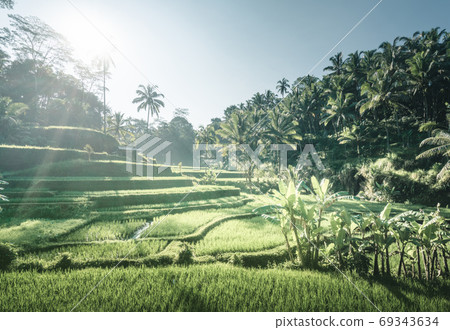 Tegalalang rice terrace, Bali, Indonesia 69343634