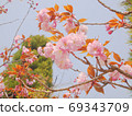 Cherry Blossom Cherry Blossom 69343709