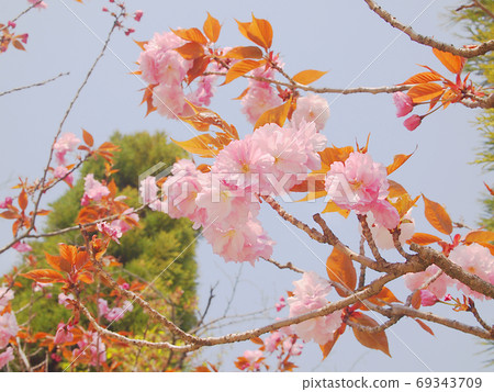 Cherry Blossom Cherry Blossom 69343709