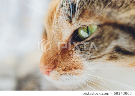 Cute little bengal kitty cat laying spotted. 69343963