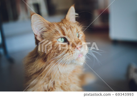 Red tabby maine coon kitten. Orange little cat laying on cat house. Red tabby maine coon kitten. Orange little cat laying on cat house. 69343993
