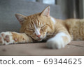 睡覺的流浪貓 69344625
