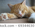 睡覺的貓 69344630