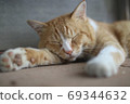 睡覺的貓 69344632