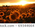 Sunflowers and sunsets 69344664