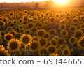 Sunset and a lot of sunflowers 69344665