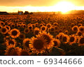 Sunflower dyed orange 69344666