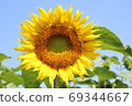 Rin and blooming sunflowers-2019- 69344667