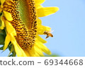 Bees and sunflowers-2019- 69344668