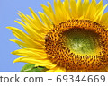Sunflower-2019- 69344669