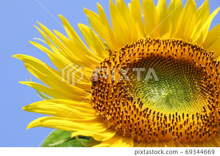 Sunflower-2019- 69344669