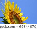 Sunflowers and honeybee 69344670