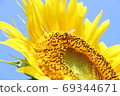 Honeybees and sunflowers collecting pollen 69344671