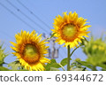 Sunflower and electric wire 69344672