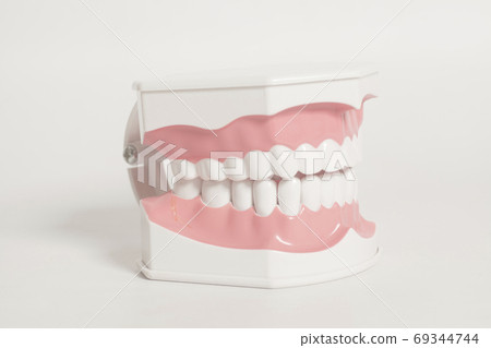 Dental human teeth model 69344744