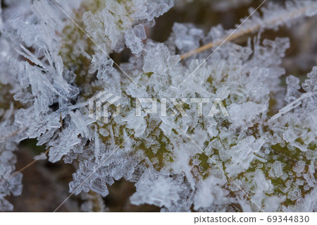 Brilliant hoarfrost on the branches and on green and yellow frozen autumn leaves. Natural snow crystals in winter 69344830
