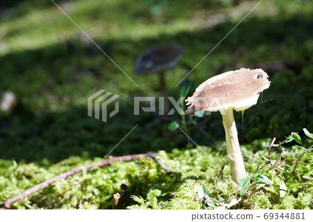 A single mushroom with copy space photo. 69344881