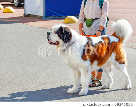 Portrait of a large St. Bernard walking for a walk with his hostess. 69345096
