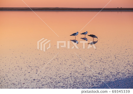 Seagulls on sunset Genichesk pink salty lake, Ukraine Seagulls on sunset Genichesk pink salty lake, Ukraine 69345339