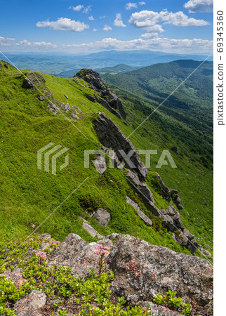 Pink rose Sempervivum Arachnoideum succulent flowers on summer m 69345360