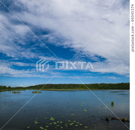 Summer lake overgrown with bulrushes and reed 69345374