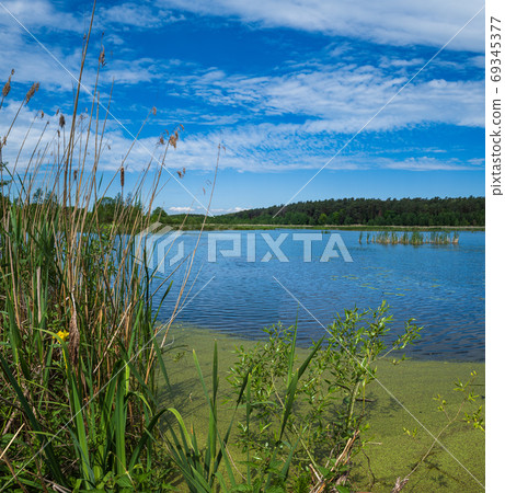 Summer lake overgrown with bulrushes and reed 69345377
