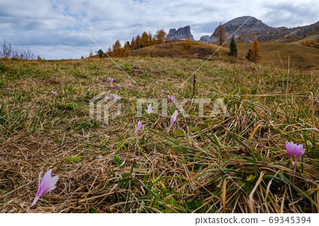 Autumnal crocus flowers  near Falzarego Pass, Italy Dolomites 69345394