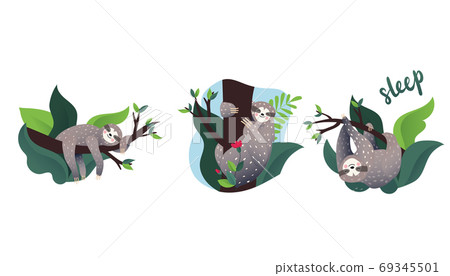Cute lazy sloth sleeping on a branch of the tropical tree.  69345501