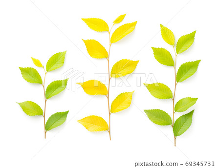 Elm Tree Twigs Isolated On White Background Elm Tree Twigs Isolated On White Background 69345731