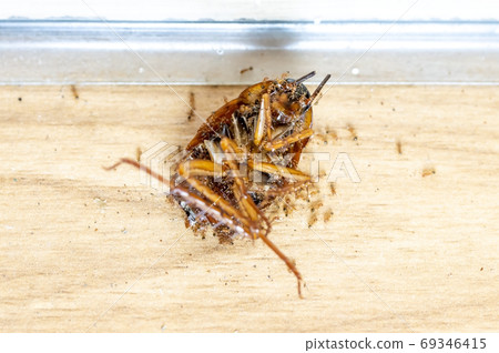 Ants walks on a big dead beetle.  69346415