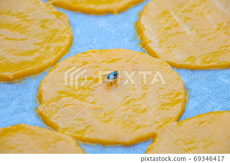 A fly taste the yellow round slice of drying mango, Thai countryside. 69346417