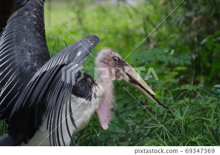 A little creepy marabou stork 69347369