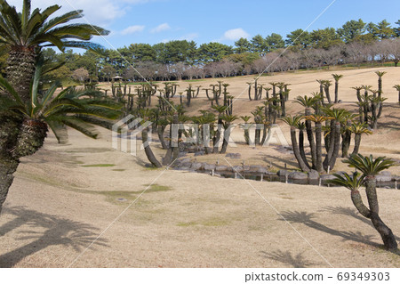 吉野公園的蘇鐵種群 69349303