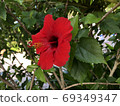 Hibiscus 69349347