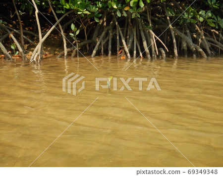 Mangrove bud 69349348