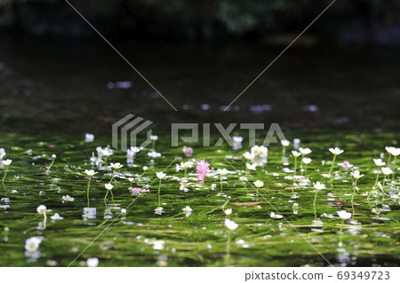 覺醒梅花藻類花 69349723