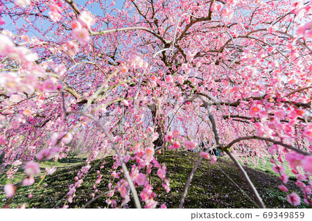 Suzuka Forest Garden Ume Spring 69349859