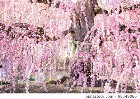 Suzuka Forest Garden Ume Spring 69349860