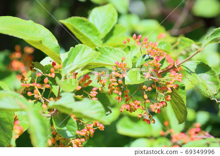 Viburnum Viburnum 69349996