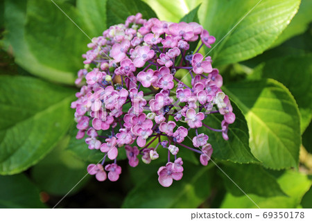 繡球花 69350178