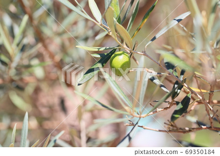 Olive fruit 69350184